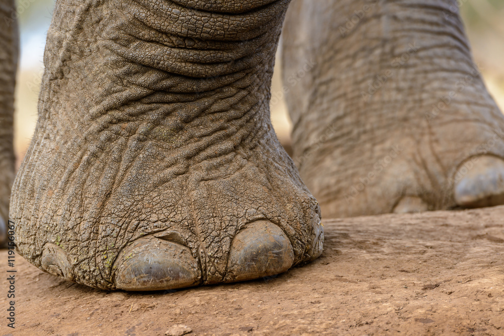 African Bush Elephant (Loxodonta africana). Detail of foot and toe nails. Mashatu Game Reserve. Nort