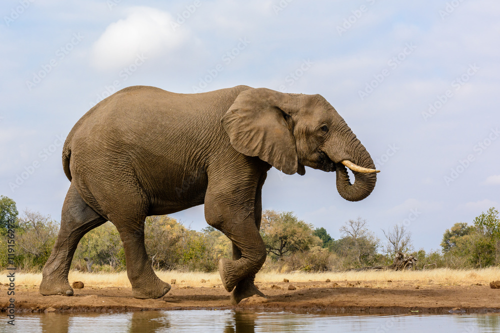 非洲丛林大象（Loxodonta africana）。马沙图禁猎区徒步。北部图利禁猎区