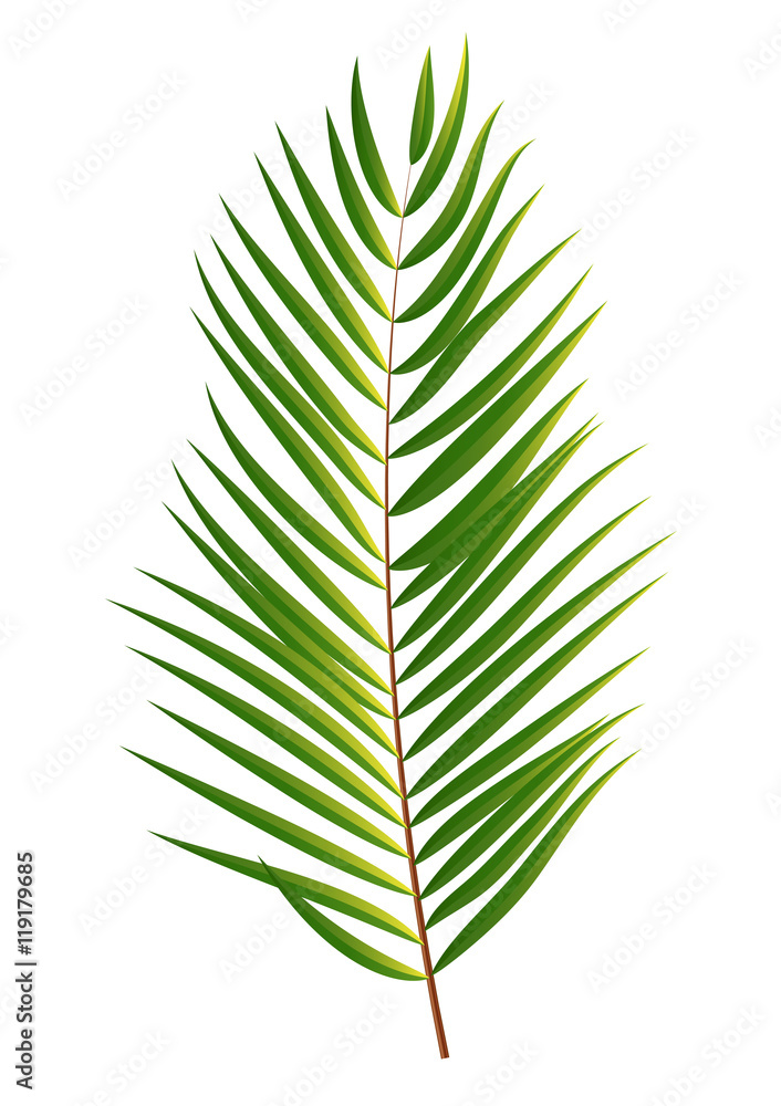 Palm Tree Leaf  Silhouette Isolated on White Background