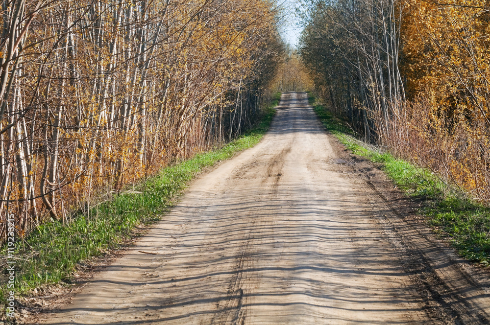 Road in autumn wood.