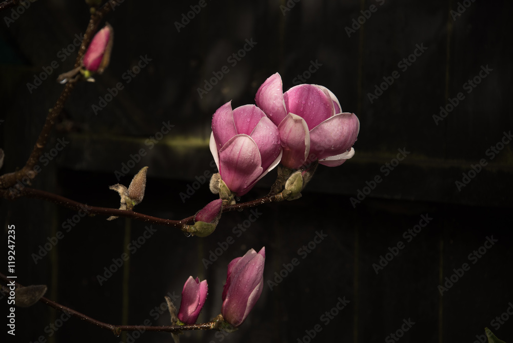 郁金香木兰花特写