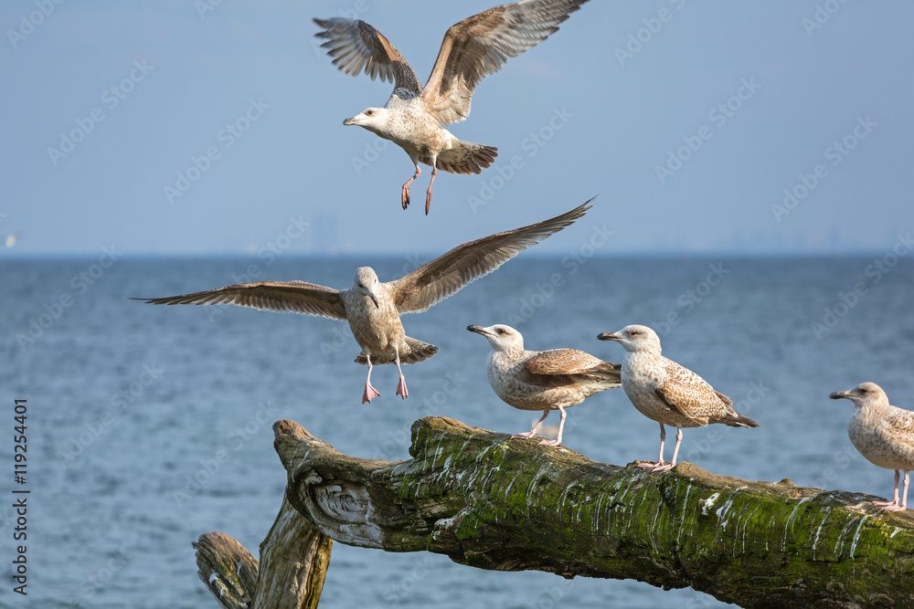 波兰波罗的海沿岸的海鸥