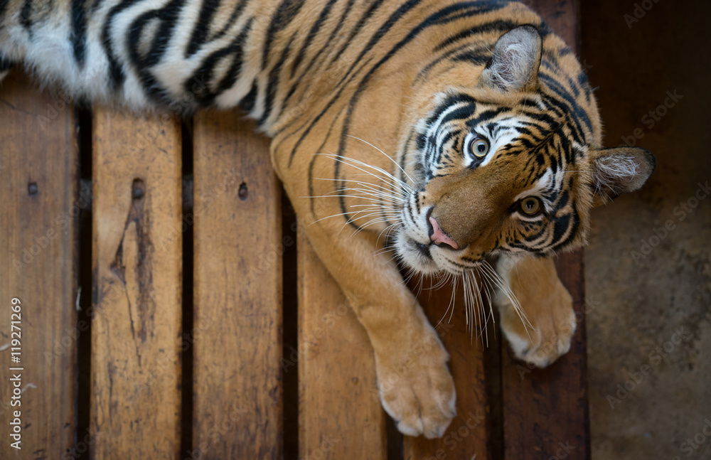 bengal tiger