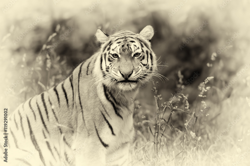 Amur Tigers on grass. Vintage effect