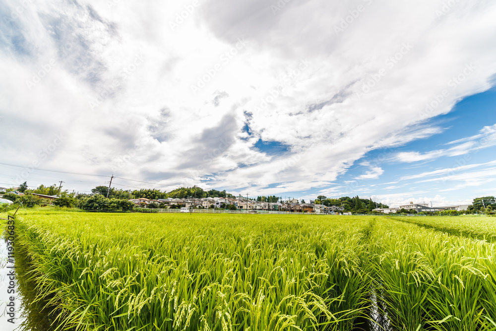 田園風景