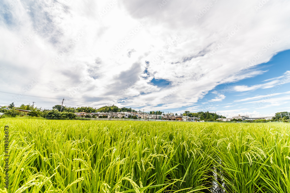 田園風景