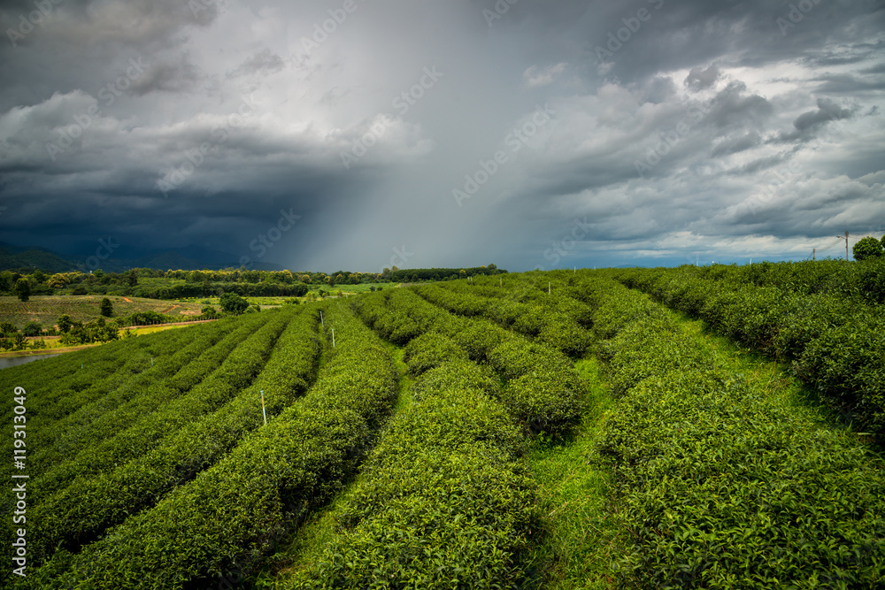 暴雨袭击了泰国农村的茶园。