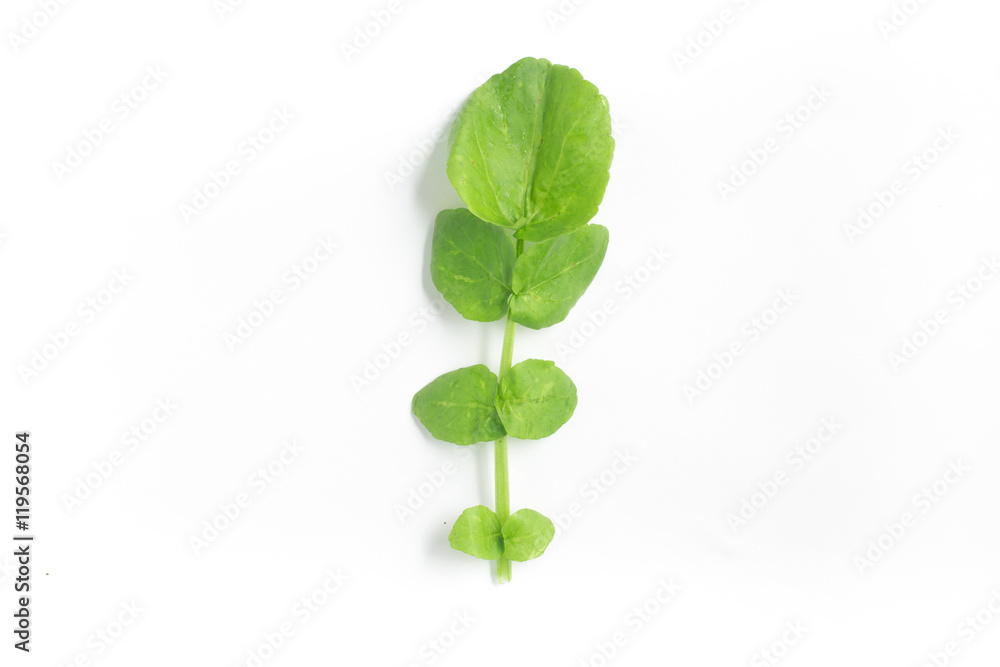 Watercress Leaves