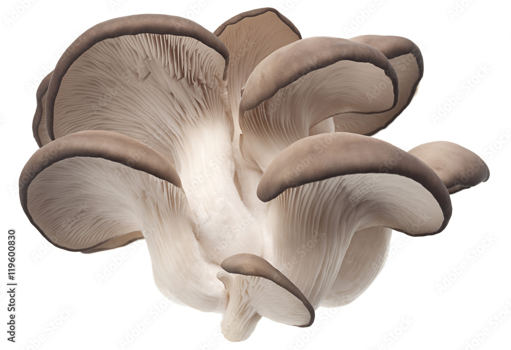 oyster mushroom on white