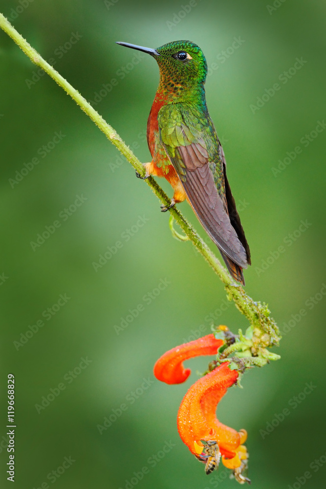 Bird from Ecuador. Orange and green bird in the forest. Hummingbird Chestnut-breasted Coronet, Boiss