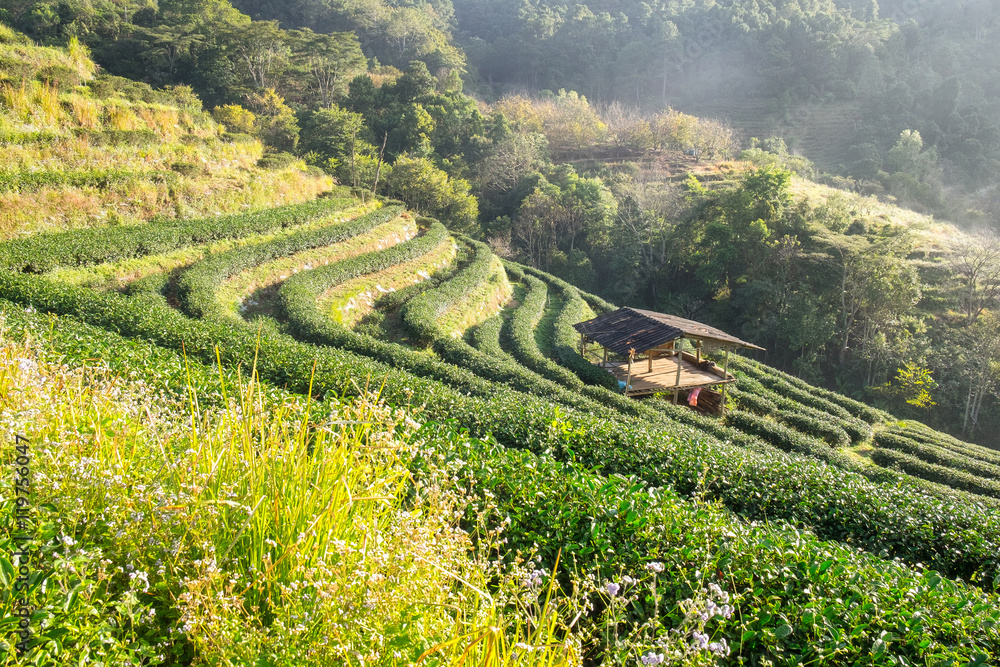 茶园pavillion茅草屋晨雾美丽，chaing