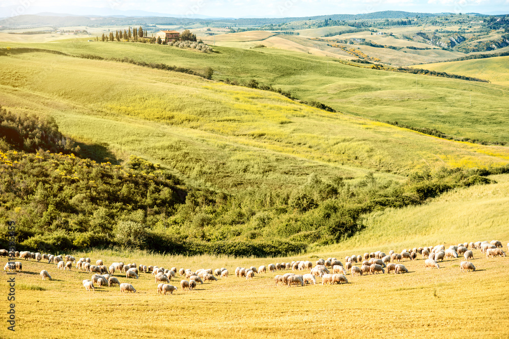 Beautiful tuscan landscape on the green field with sheeps near Pienza town in Italy