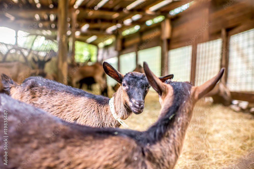 Young black goat at the farm in Tuscany in Italy