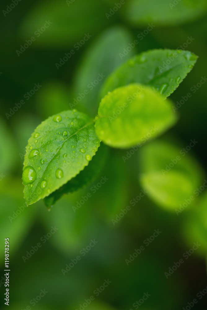 带水滴的叶子。自然抽象背景