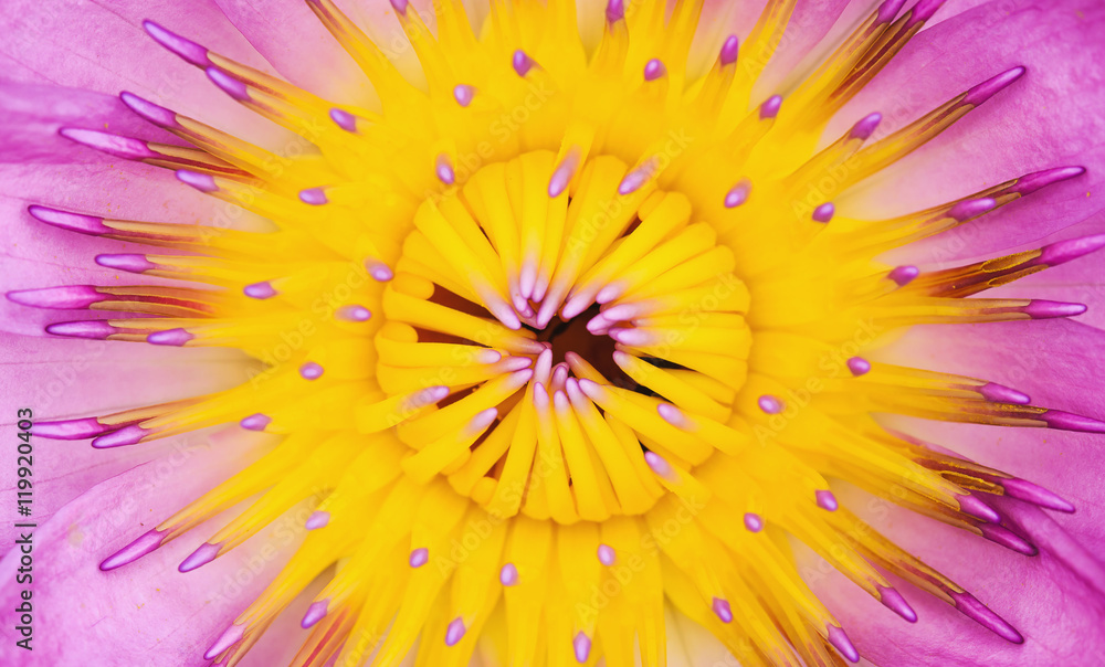 closeup pistil purple lotus in pond