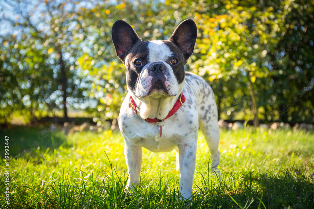 花园里的法国斗牛犬