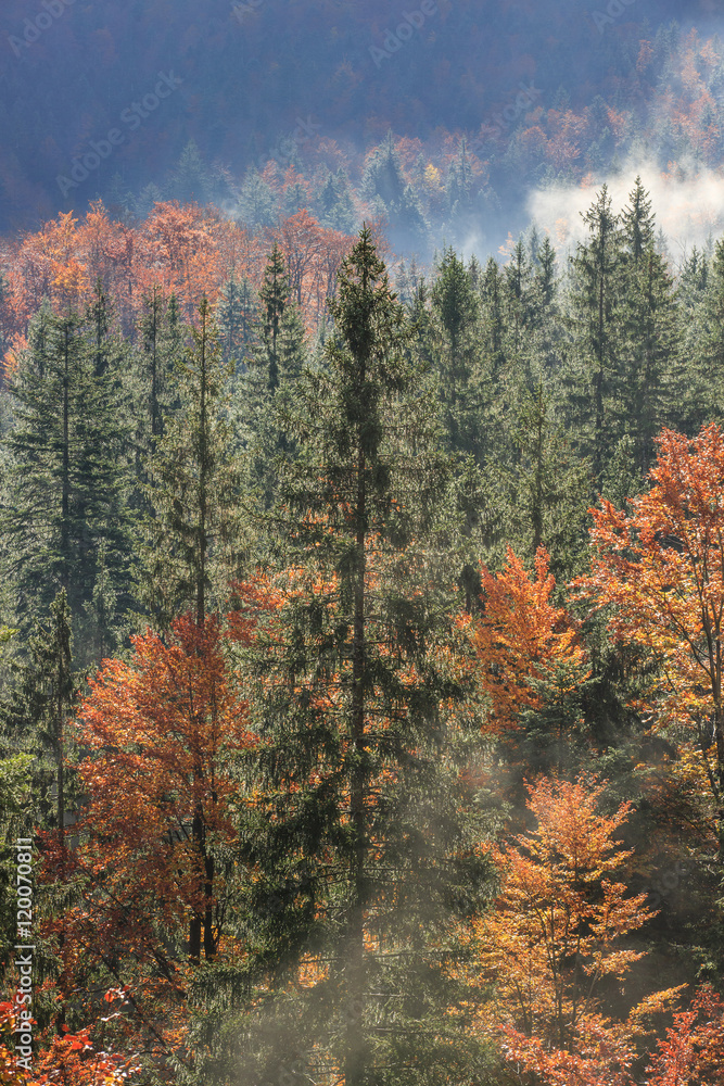 Coniferous and deciduous mountain forest in autumn colors