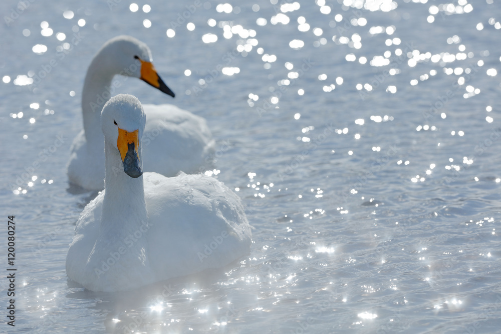 Art view of two swans. Whooper Swan, Cygnus cygnus, bird portrait with open bill, Lake Kusharo, othe