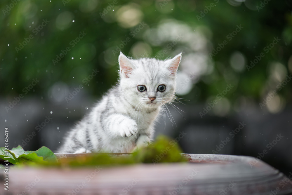 小猫抖掉腿上的水