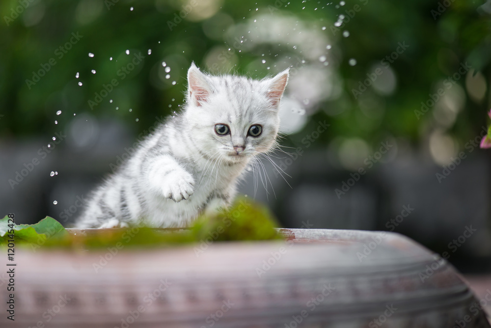 小猫抖掉腿上的水