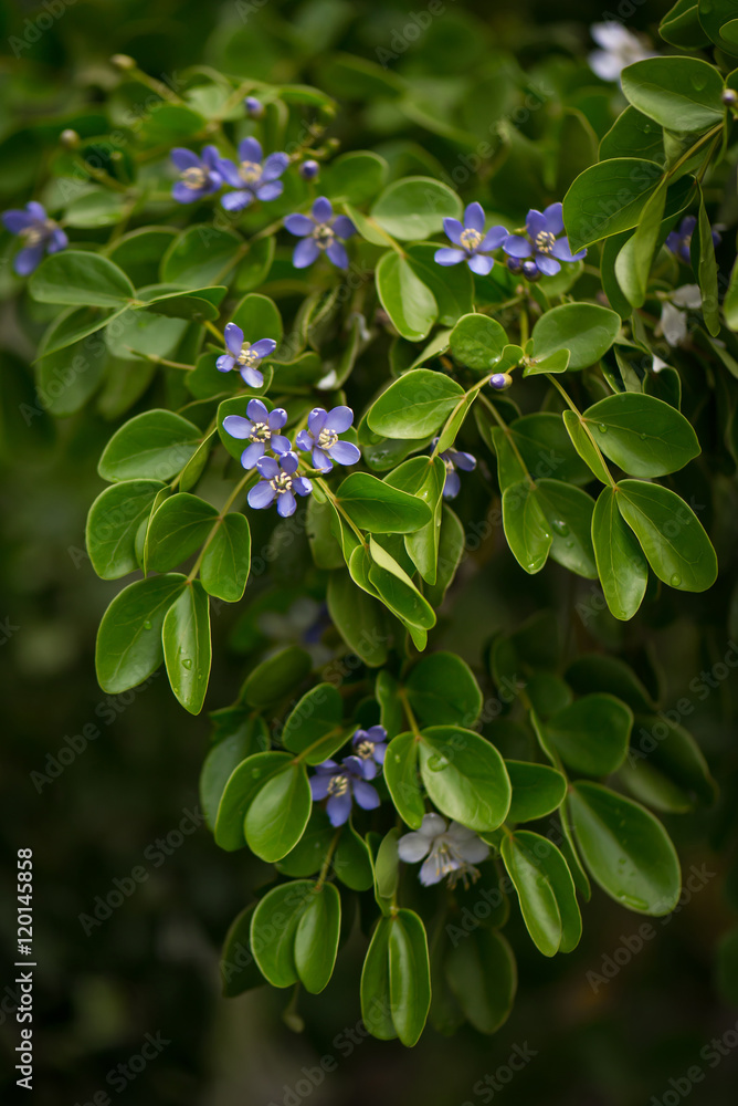 近距离欣赏蓝色小花