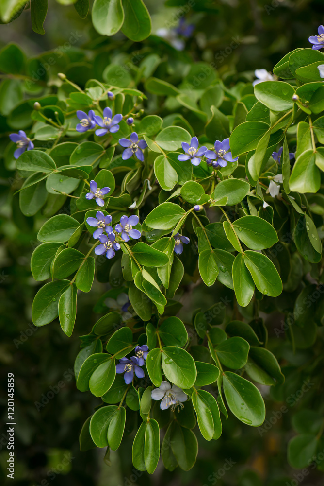 近距离欣赏小蓝花