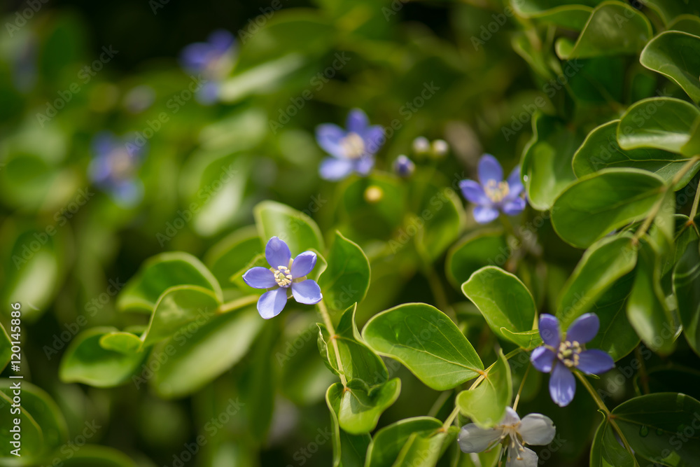 近距离欣赏蓝色小花