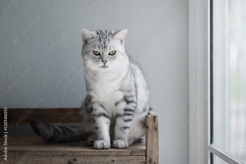 Cute American short hair cat sitting