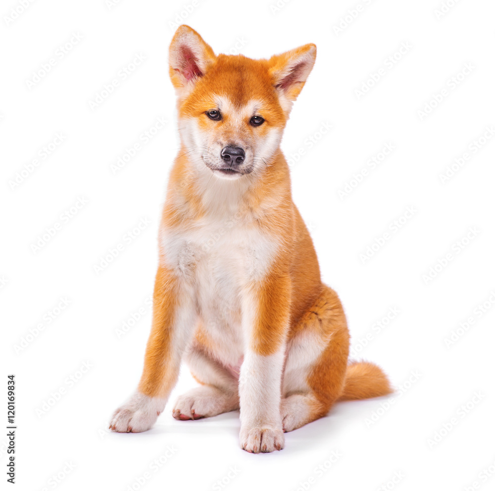 秋田犬在白色背景下被隔离的纯种小狗。Shiba Inu