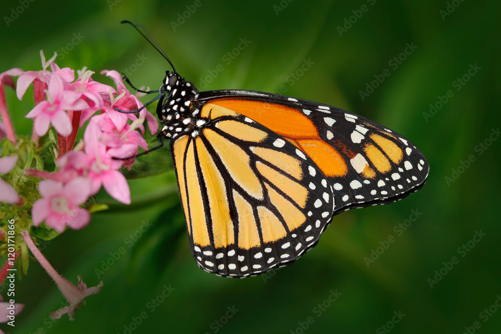 Monarch，Danaus plexippus，自然栖息地的蝴蝶。来自墨西哥的漂亮昆虫。丛林中的蝴蝶