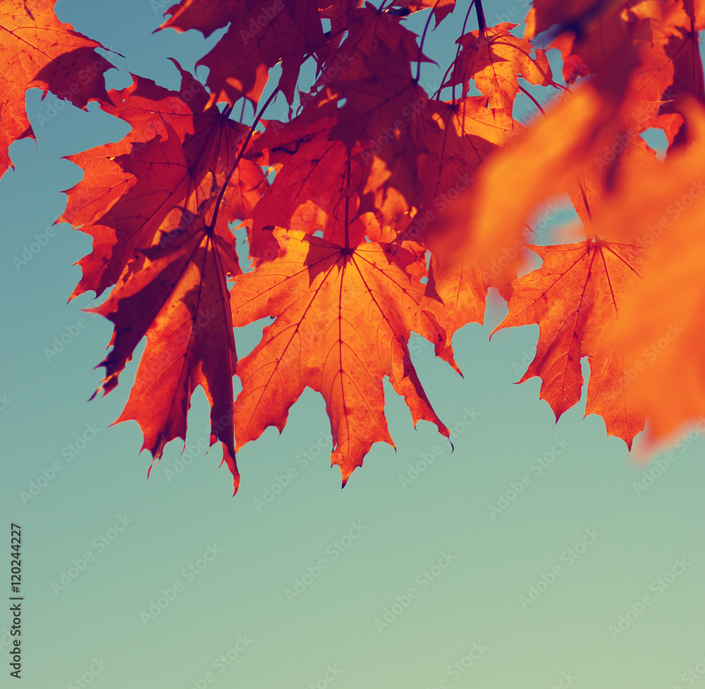 autumn leaves on sky