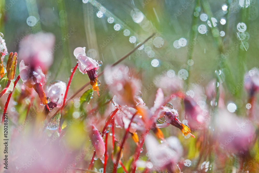 蔓越莓花的特写镜头，雨滴模糊了自然