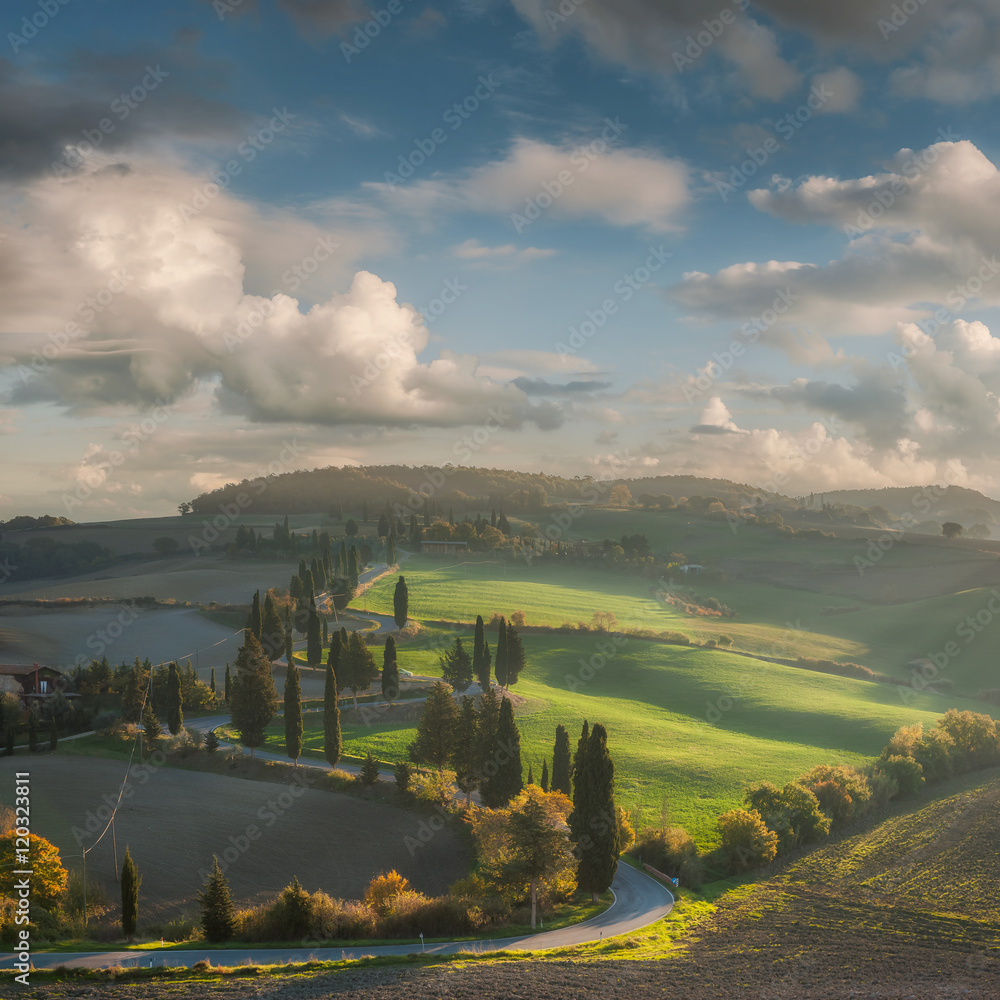 Rural Landscape with Cypress