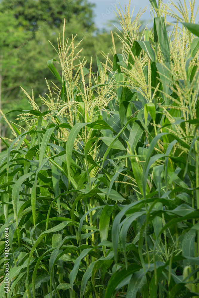 Corn blossoming, Green corn field in agricultural garden