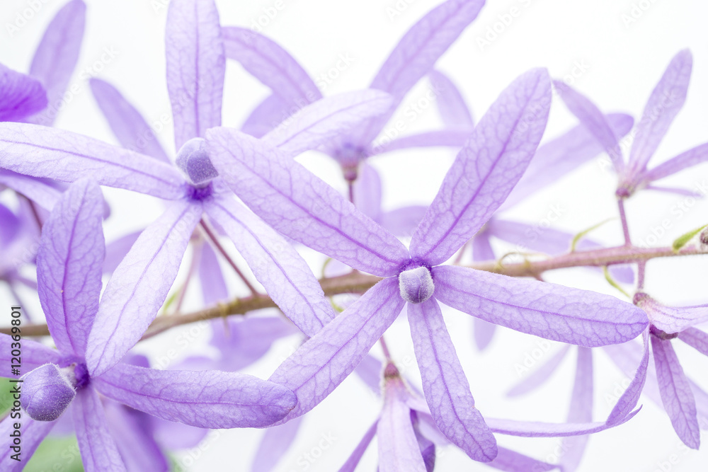 白色背景上的Petrea volubilis花，紫色藤本花