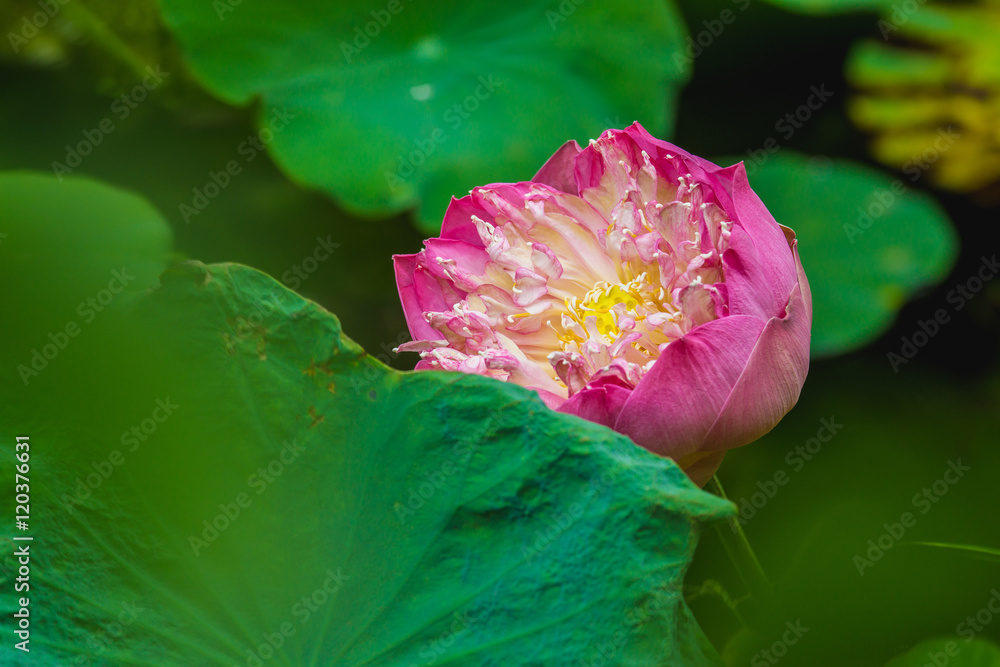 近距离观察粉色莲花、莲藕、玫瑰