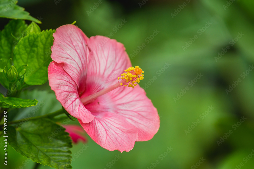 粉色芙蓉花或中国玫瑰