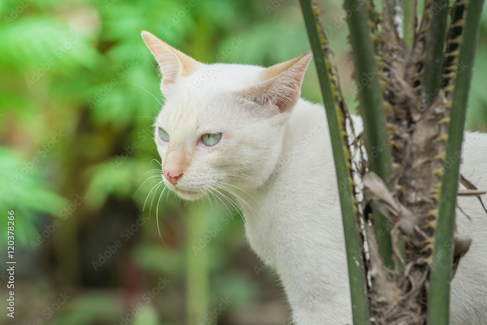 close up White cat in the garden.