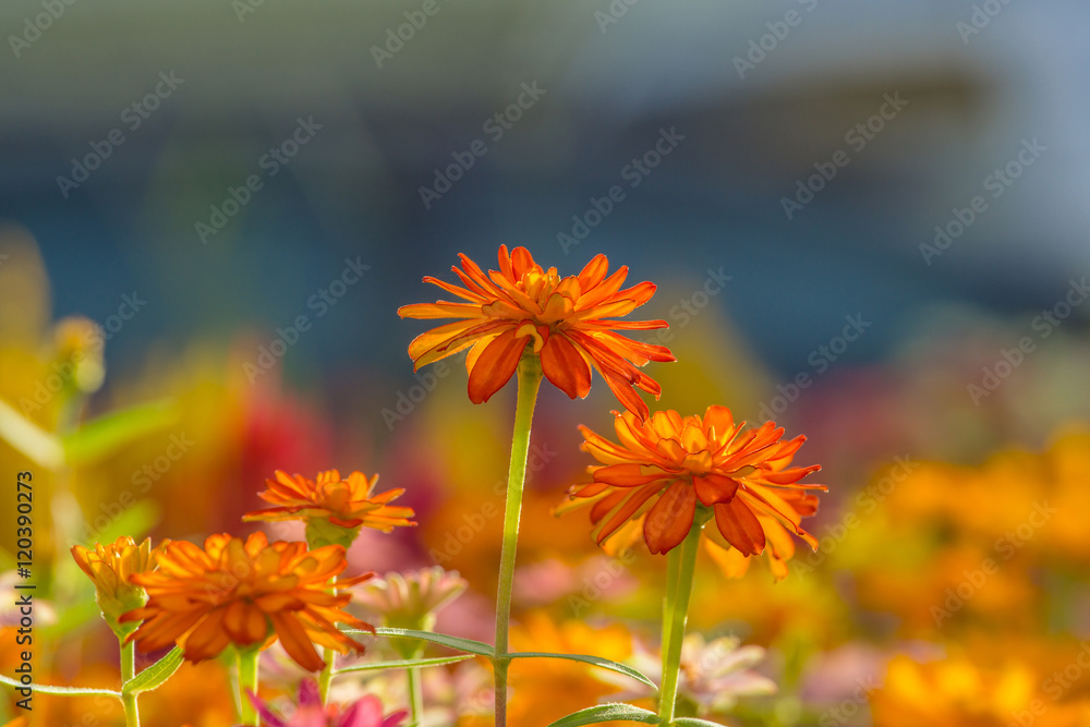 beautiful Close up of Vibrant Orange Zinnia Flower in the garden