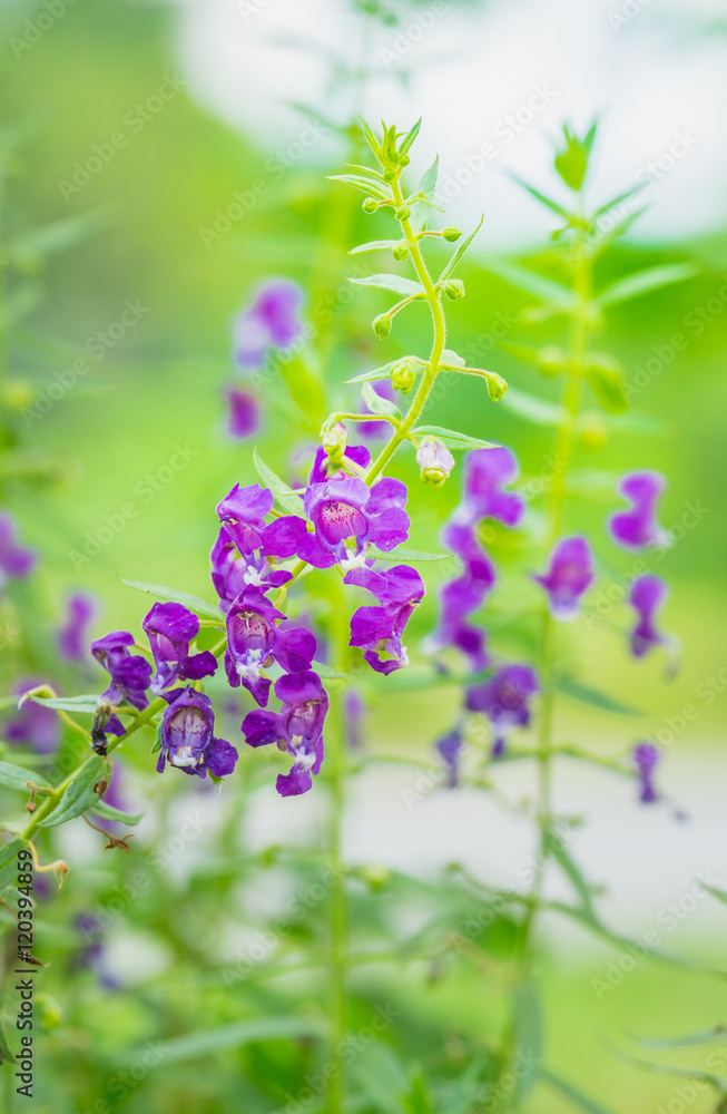 特写美丽的紫色花朵或Angelonia goyazensis Benth