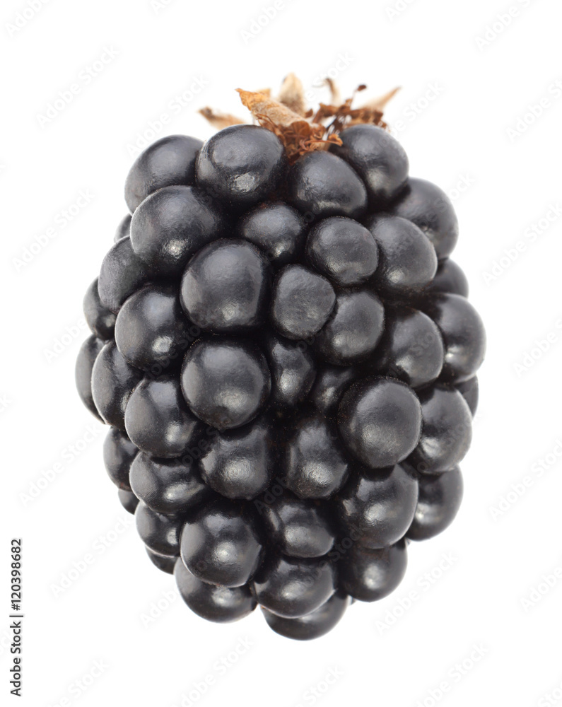 Blackberry fruit on white