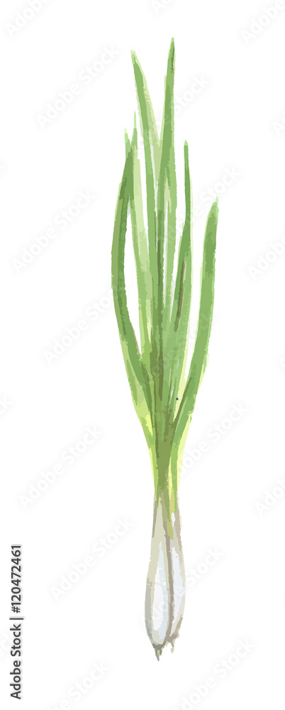 Watercolor isolated green onion on white background. Fresh and healthy fruit with vitamins. Natural 