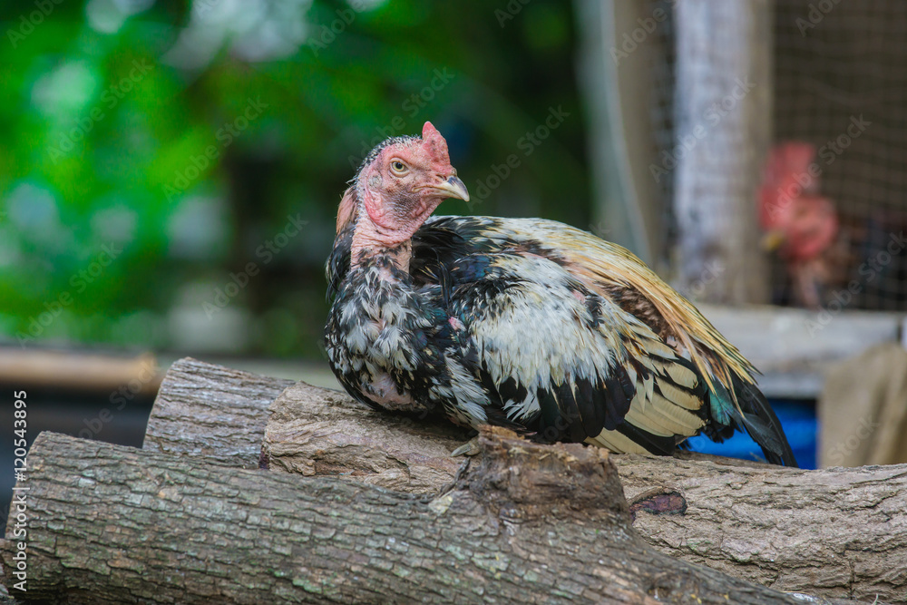 close up portrait of rooster on Timber