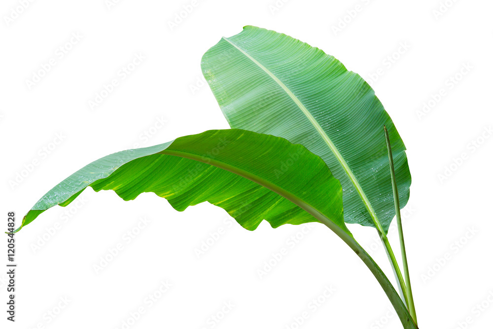 Banana leaf Wet isolated on white background. File contains a clipping path.