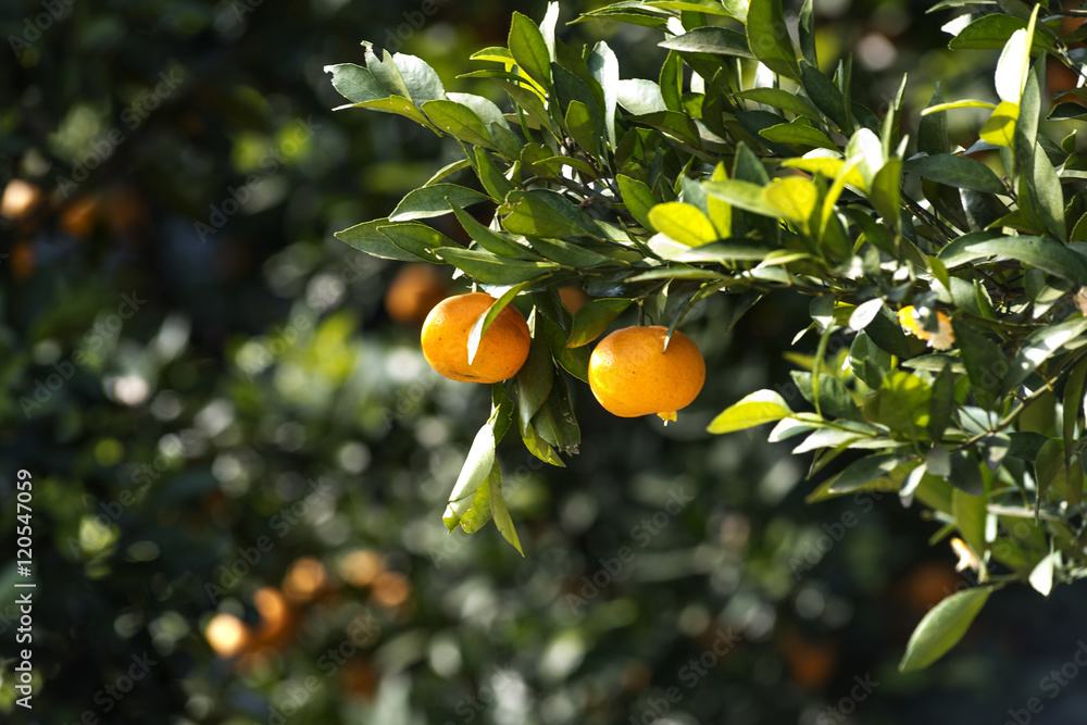 Orange tree