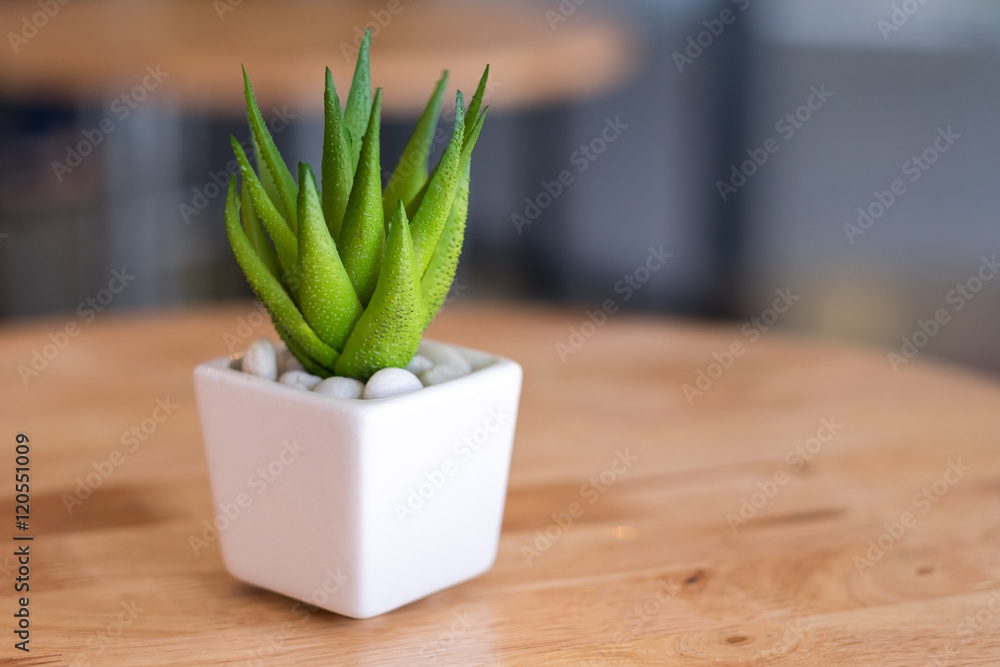 Indoor plant in pot on table