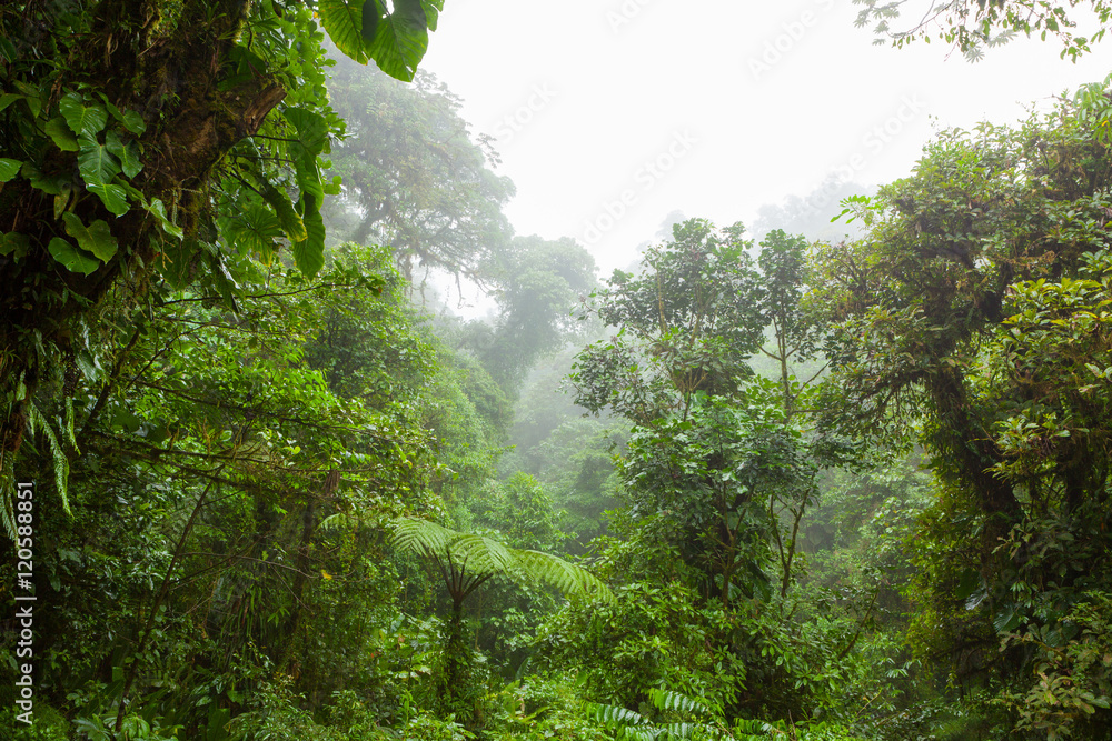 蒙特维德云雾森林保护区的薄雾雨林