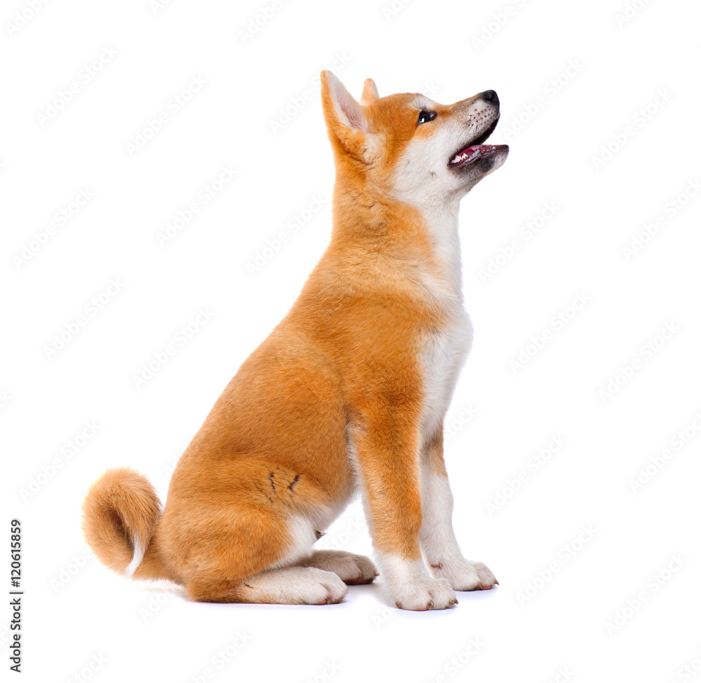 秋田犬在白色背景下被隔离的纯种小狗。Shiba Inu