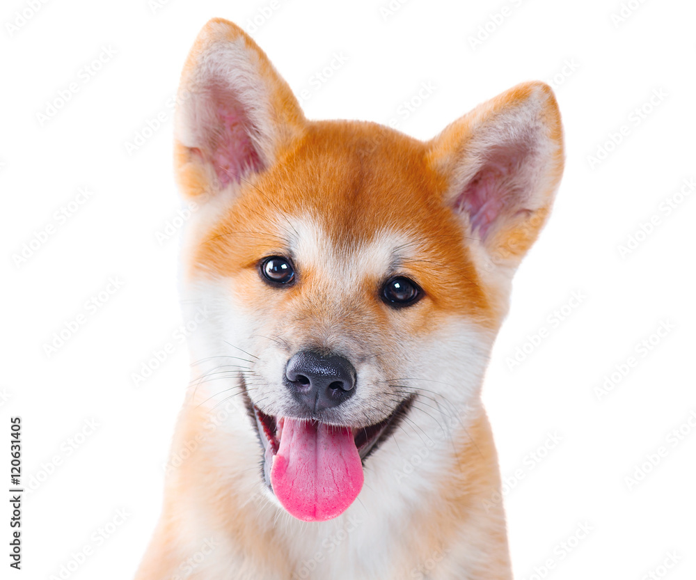 秋田犬在白色背景下被隔离的纯种小狗。Shiba Inu