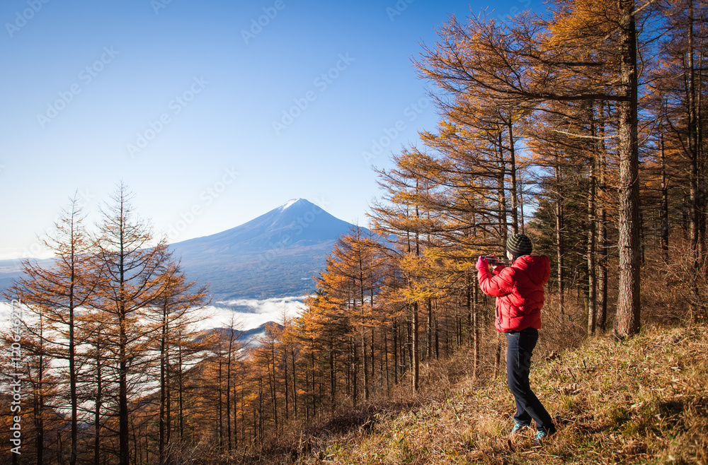 秋天的黄色森林树和富士山顶